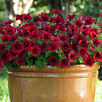 Петуния ампельная F1 Тайдал Вейв Ред Велюр