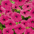 Петуния ампельная Саксесс Роуз