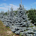 Ель колючая Хупси