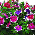 Петуния грандифлора Хулахуп Микс