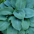 Хоста гибридная Блу Энджел Хоста гибридная Блу Энджел