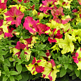 Петуния гибридная Софистика лайм биколор