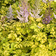 Астильба китайская Color Flash Lime