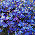 Лобелия ампельная Регата Марин Блю