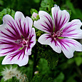 Мальва зебрина Лиловая зебра Мальва зебрина Лиловая зебра
