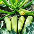 Кабачок Кавили F1