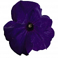 Петуния грандифлора Саксесс Эйч Ди Блю