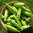 Горох Овощной Юрга