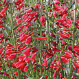 Пенстемон бородатый Твизл Скарлет