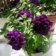 Петуния махровая	Первая красавица