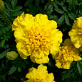 Бархатцы Хохлома Желтые