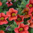 Калибрахоа Calita Eompact Scarlet Red Eye