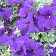 Петуния грандифлора Дримс Миднайт