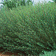 Ива пурпурная Маяк