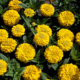 Цинния низкорослая Фея Желтая