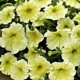 Петуния грандифлора призм Желтые Жилки