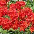 Азалия гибридная Хотспур ред