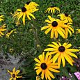 Рудбекия блестящая Рудбекия блестящая