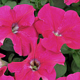 Петуния Фриллитуния роз