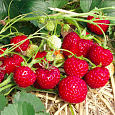 Земляника садовая Мизе Шиндлер