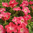 Петуния грандифлора Дримс Корал Морн