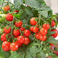 Томат Красная россыпь
