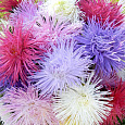 Астра Гигантские лучи Смесь окрасок Астра Гигантские лучи Смесь окрасок