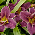 Лилейник гибридный Джокей Клаб