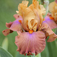 Ирис бородатый Пенни Лавэ