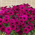 Петуния каскадная Пикобелла Каскад Парпл
