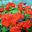 Пеларгония зональная Маверик Скарлет