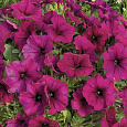 Петуния каскадная Рэмблин Бургунди Хром