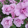 Петуния махровая многоцветковая Дуо лавендер