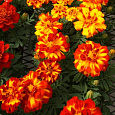 Бархатцы отклоненные Дуранго Болеро