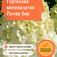 Гортензия метельчатая Полар Бир
