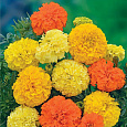 Бархатцы прямостоячие Тайшан Микс