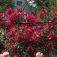 Роза Плетистая Dortmund
