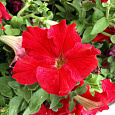 Петуния крупноцветковая Танго Алая