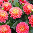 Георгина Декоративная Мелоди Аллегро