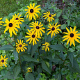 Рудбекия блестящая Рудбекия блестящая