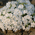 Флокс Шиловидный White Delight Флокс Шиловидный White Delight