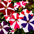 Петуния грандифлора Триумф Звездная смесь