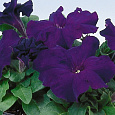 Петуния грандифлора Лимбо Джи Пи Блю