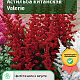 Астильба китайская Valerie Астильба китайская Valerie