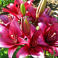 Лилия ОА-гибрид Новембер Рейн