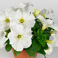 Петуния грандифлора Дувет Вайт