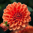 Георгина декоративная Ориндж Наггет