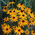 Рудбекия блестящая Рудбекия блестящая