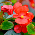 Бегония вечноцветущая бронзоволистная Найтлайф Ред