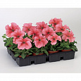 Петуния грандифлора Тритуния Салмон Вейнед
